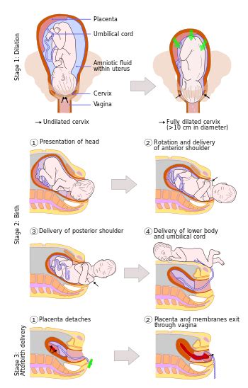 The Significance of Dreaming About a Woman in the Process of Childbirth