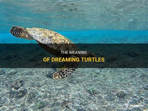 The Significance of Dreaming about Being Presented with a Turtle