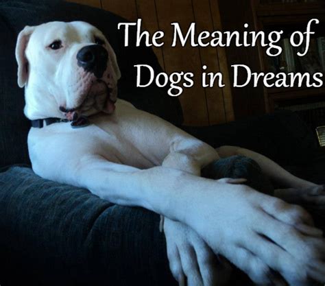 The Significance of Dreaming about a Canine Assaulting an Infant