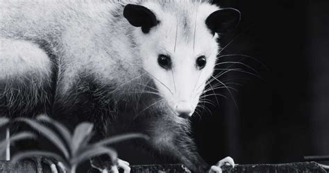 The Significance of Dreaming about a Departed Opossum