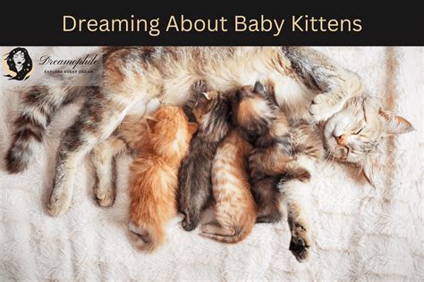 The Significance of Dreaming about a Freshly Born Kitten