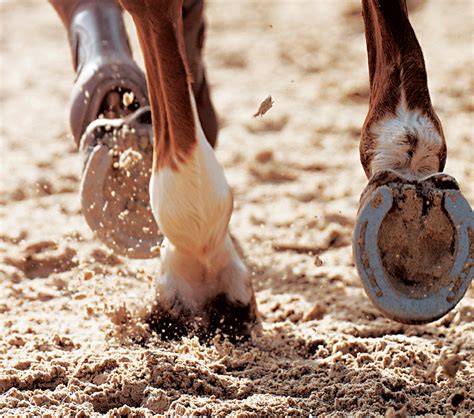 The Significance of Dreams Involving Horse Hoof Impact on the Human Body