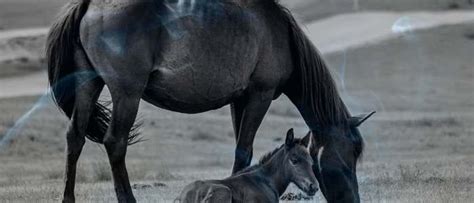 The Significance of Dreams Involving a Black Equine Giving Birth