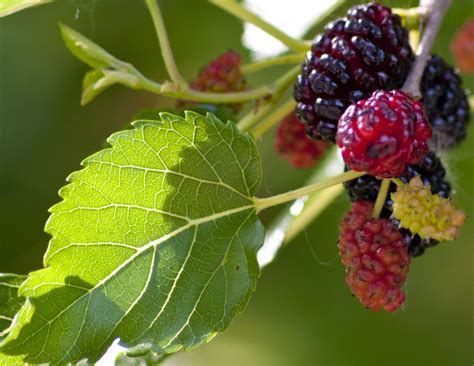 The Significance of Dreams Involving the Consumption of Mulberries