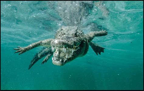 The Significance of Encountering a Crocodile in Aquatic Environments