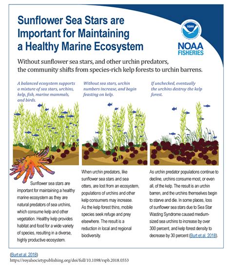 The Significance of Enormous Sea Stars for Marine Ecosystems