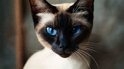 The Significance of Feline Reveries: Unveiling the Symbolism Behind Siamese Musings