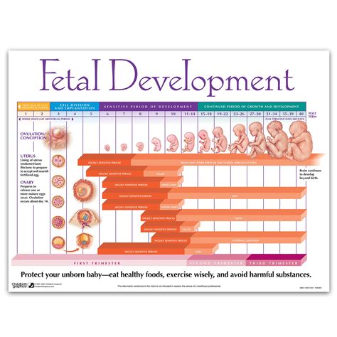 The Significance of Fetal Activity in Monitoring Development Milestones