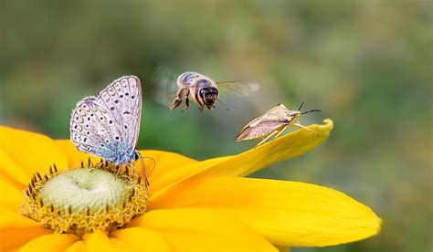 The Significance of Flight in Animal Ecology