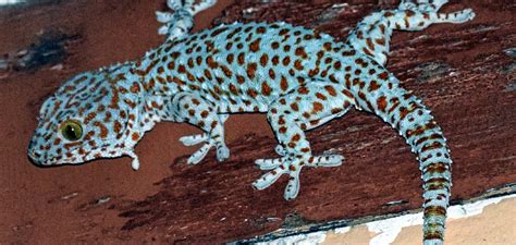 The Significance of Geckos in Native American Traditions