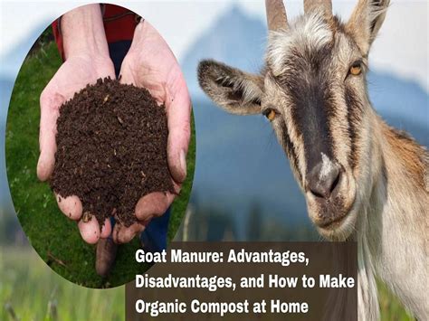 The Significance of Goat Feces in Agricultural Practices and Soil Enhancement