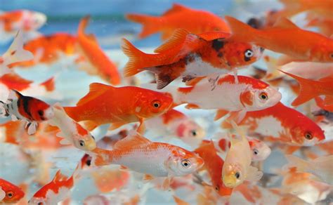 The Significance of Goldfish in Different Cultures