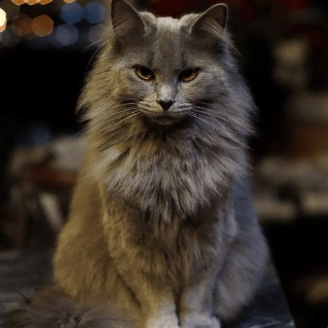 The Significance of Gray in Feline Reveries