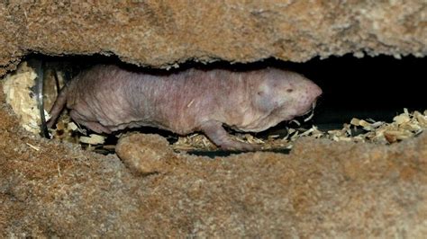 The Significance of Having Dreams Involving Mole Rats