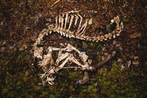 The Significance of Having a Dream about a Decomposing Deer Body