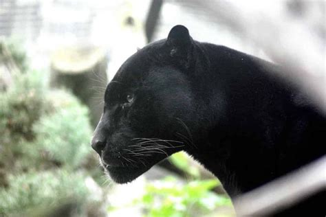 The Significance of Having a Panther in Pursuit of You in Your Dreams