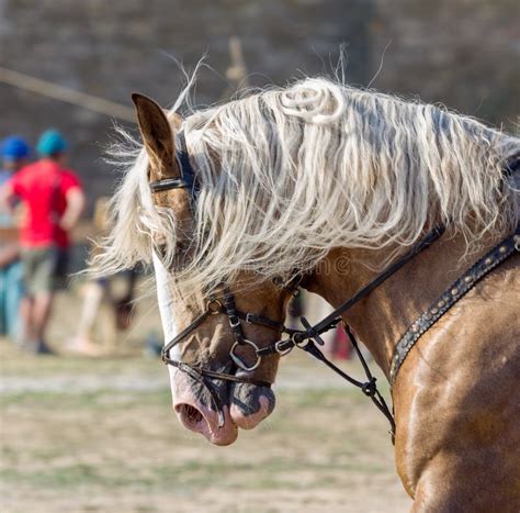 The Significance of Horse Breeding in Achieving Success in Equestrian Competitions