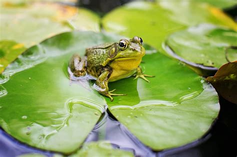 The Significance of Ingesting a Frog in Dreams