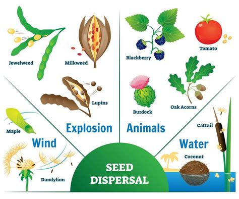 The Significance of Jumping Mice in Ecosystems: Their Role in Seed Dispersal