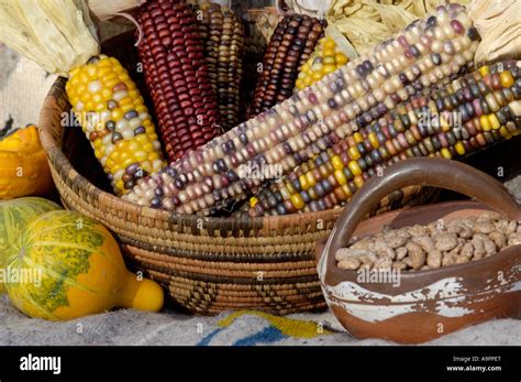 The Significance of Maize and Beans in Indigenous Cultures