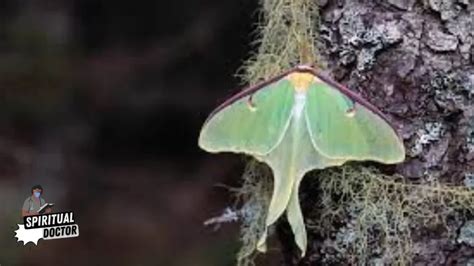 The Significance of Moths in Various Cultures