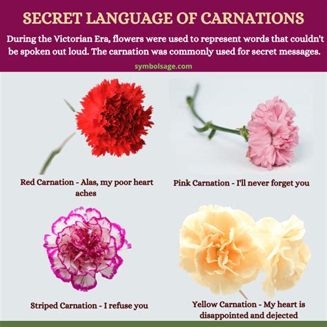 The Significance of Mysterious Dark Blooms: Exploring the Hidden Message of Shadowy Carnations