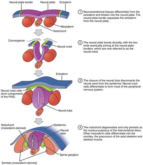 The Significance of Neural Networks in Embryonic Reveries