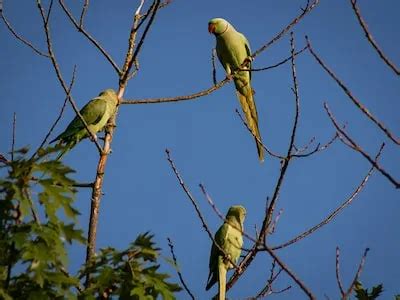 The Significance of Parakeets in Dream Analysis: Decoding the Message