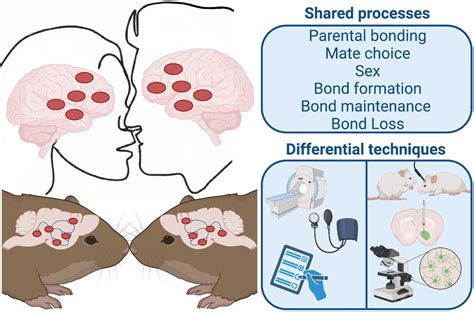 The Significance of Physical Contact: A Portal into Human Bonding