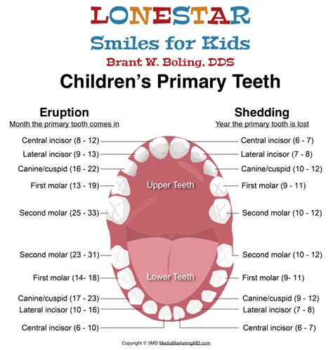 The Significance of Primary Dentition in Child Development