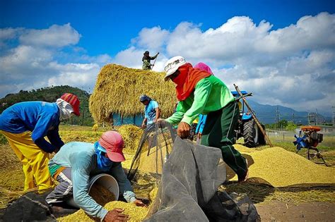 The Significance of Proper Harvesting Techniques