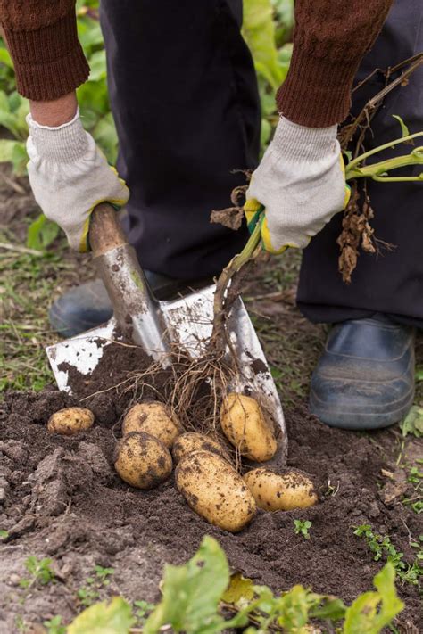 The Significance of Proper Techniques for Harvesting Potatoes