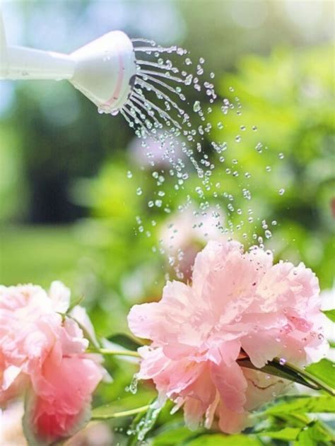 The Significance of Proper Watering and Fertilizing