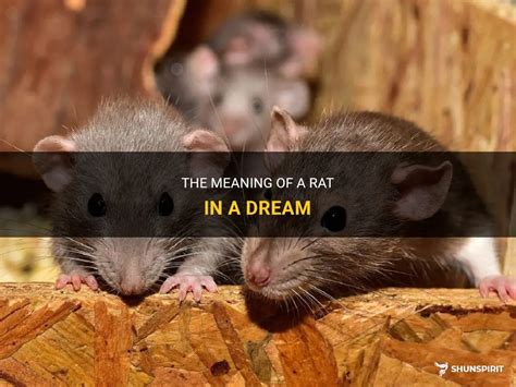 The Significance of Rat Dreams' Aquatic Exploration