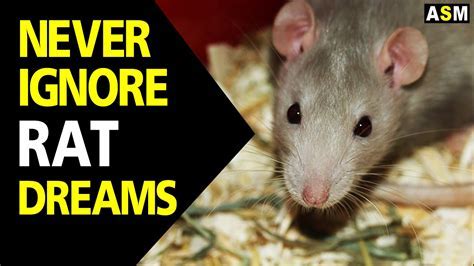 The Significance of Rat Dreams in Various Cultural Contexts