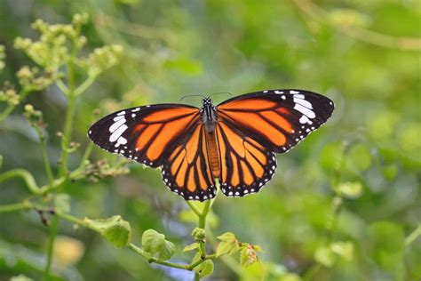 The Significance of Repetition: Multiple Butterflies in Dreams