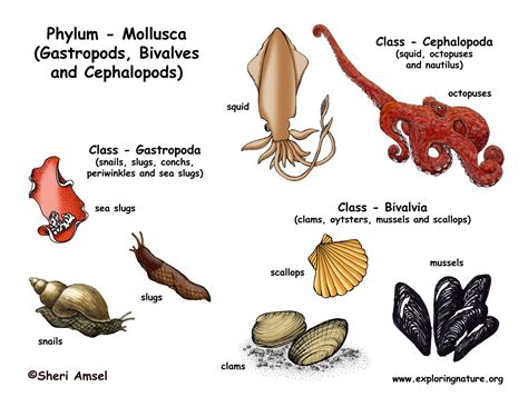 The Significance of Safeguarding Pale Cephalopods: Safeguarding Initiatives and Prospective Challenges