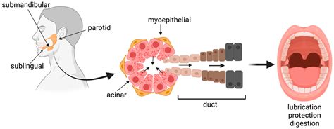 The Significance of Salivary Glands in the Formation of Dreams