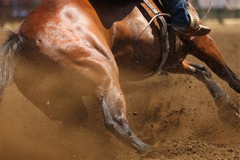 The Significance of Selecting the Perfect Horse