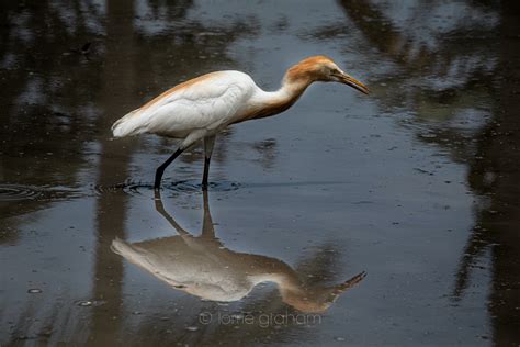 The Significance of Snowy Herons in Folklore and Mythology