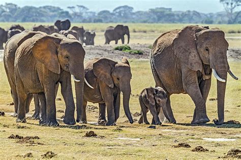 The Significance of Social Interaction for Young Elephants