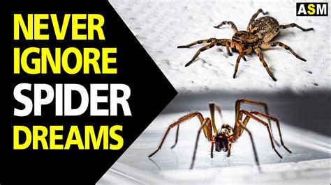 The Significance of Spider Dreams Across Cultures