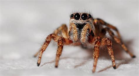 The Significance of Spiders Across Cultures