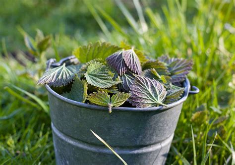 The Significance of Spring Violets in Traditional Medicinal Practices