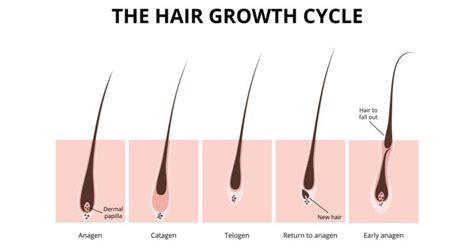 The Significance of Strong Hair Follicles for Beautiful Tresses