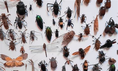 The Significance of Studying Insects: Why Insects Matter