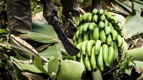 The Significance of Sustainable Banana Cultivation