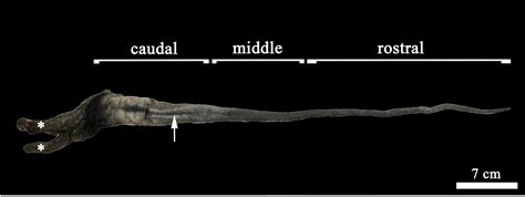 The Significance of Tongue Length in Animal Evolution