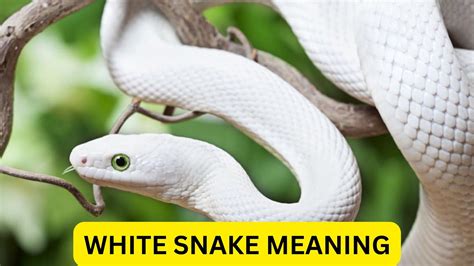 The Significance of Transparency in Snake Predation