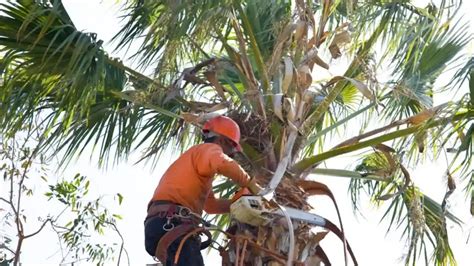 The Significance of Trimming Fronds on Palm Trees in Deconstructing Dreams